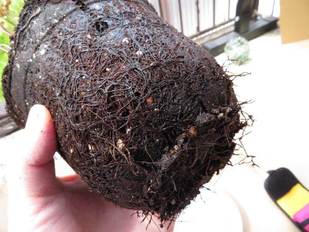 カツモウイノデの植え替え Greensnap グリーンスナップ