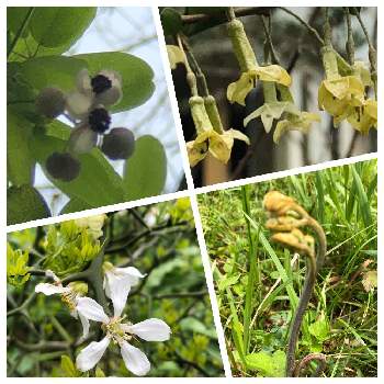 ビックリグミの花の投稿画像一覧 Greensnap グリーンスナップ