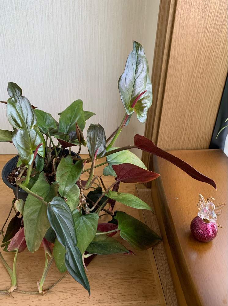 シンゴニウム ピンクチョコレートの投稿画像 By Tamagopanさん はっぱを楽しむと窓辺の植物たちとグリーン グリーン グリーン と観葉植物のある暮らしとリビング窓辺 月4月3日 Greensnap グリーンスナップ