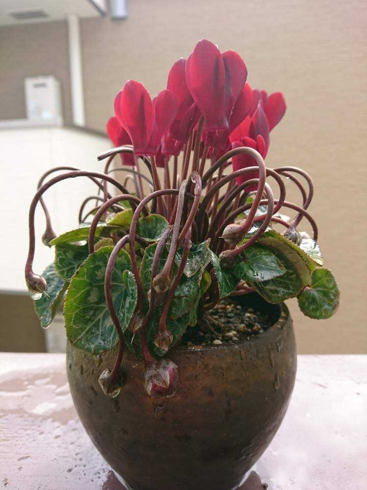 よっちゃんｼｸﾗﾒﾝ の投稿画像 By Taya S Lab さん 月4月3日 Greensnap グリーンスナップ