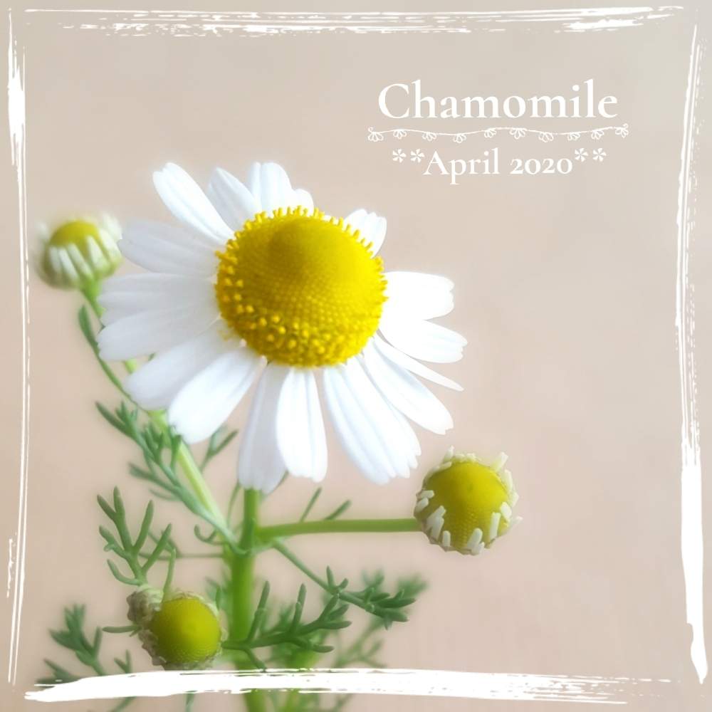 カモミールの投稿画像 By Flora さん ハーブと可愛いと白い花と花のある暮らしとこぼれダネとハーブと可愛いと白い花と花のある暮らしとこぼれダネ 月4月3日 Greensnap グリーンスナップ Greensnap グリーンスナップ
