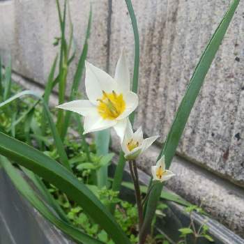 変わったチューリップの投稿画像一覧 Greensnap グリーンスナップ