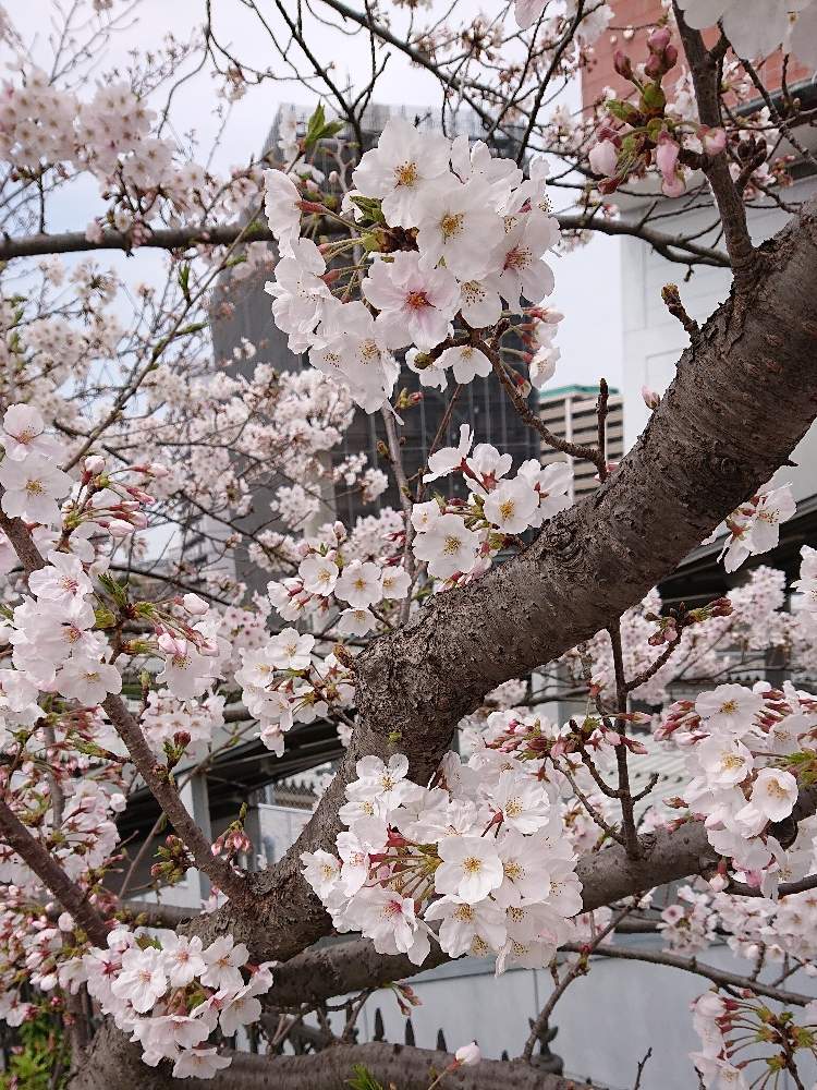 桜 さくらの投稿画像 By ナナさん Gsばえとかわいいお花 と桜の木 とさわやかな風と可愛いと花のある暮らしと青い空 月4月3日 Greensnap グリーンスナップ