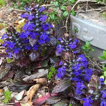 十二単衣 の投稿画像一覧 Greensnap グリーンスナップ