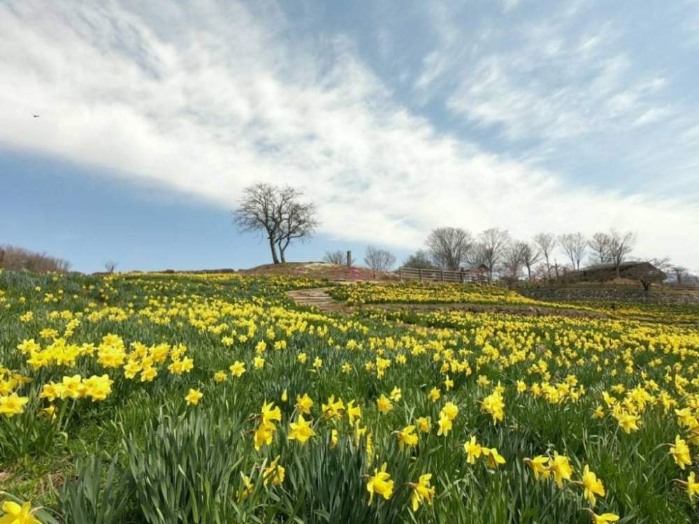 花のある暮らしの投稿画像 By Jupiter さん 水仙と信州国際音楽村とお花大好き と美しい風景 月4月3日 Greensnap グリーンスナップ