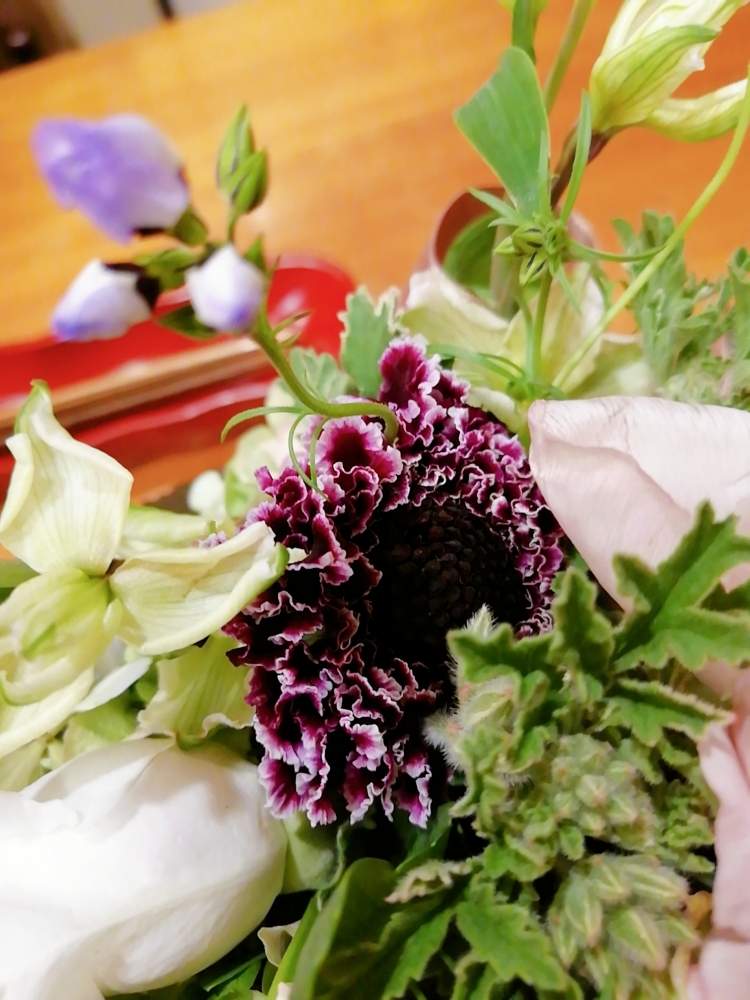 あかしこさんの投稿画像 月4月3日 Greensnap グリーンスナップ