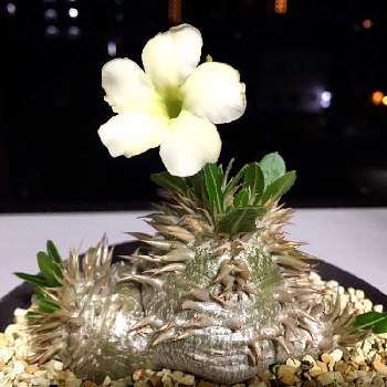 恵比寿笑い 白花の投稿画像一覧 Greensnap グリーンスナップ