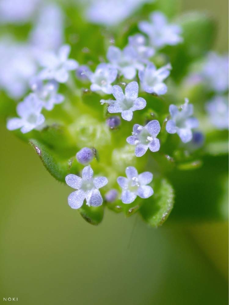 ノヂシャの投稿画像 By ノキさん 水色の花とマクロレンズと野草とお写ん歩と山野草と公園とgs映えと青い花とマクロ撮影としべ好きと雑草と可愛いと花 のある暮らしと小さな花とかわいいな と小花好きと紫の花と背景ボケとスイカヅラ科 月4月3日 Greensnap