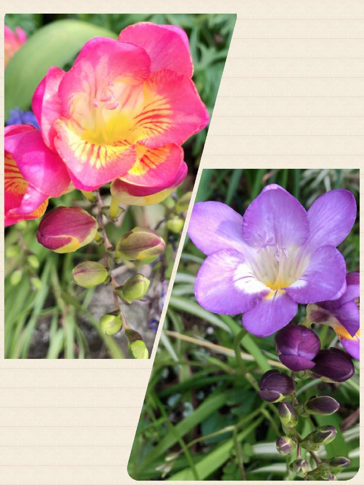 フリージアの投稿画像 By まぁまさん お出かけ先と花のある暮らしと自然大好きと花のある暮らしと自然大好き 月4月3日 Greensnap グリーンスナップ Greensnap グリーンスナップ