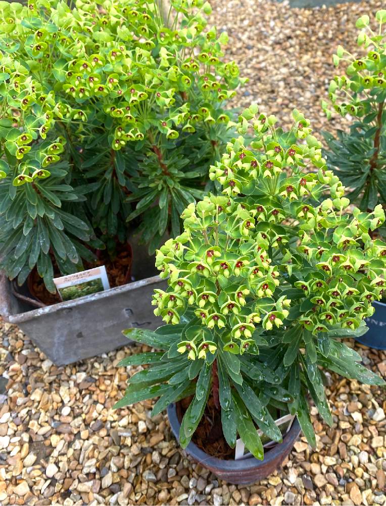 ユーフォルビア属の投稿画像 By Toujours Jardin Fukitei トゥージュール ジャルダン フウキテイ さん 岡山 市と福山とガーデン雑貨と福山市とインテリアと植物とナチュラルガーデンと岡山と雑貨とナチュラルスタイルと広島とガーデニングと花のある暮らしと