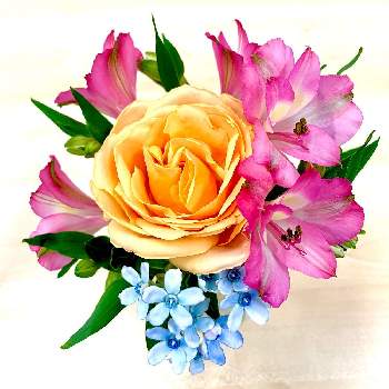 アルストロメリア ポエムの投稿画像一覧 Greensnap グリーンスナップ