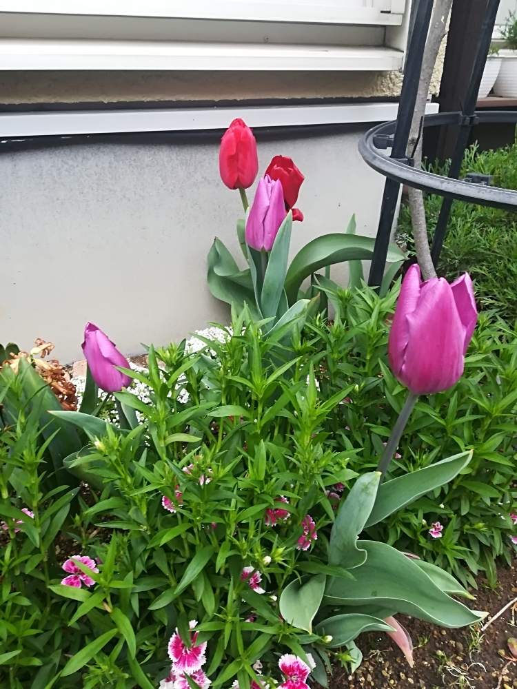 チューリップの投稿画像 By ひろひろ さん なでしこと今日のチューリップとなでしこの花とコロナに負けるな と チューリップと花のある暮らし 月4月4日 Greensnap グリーンスナップ