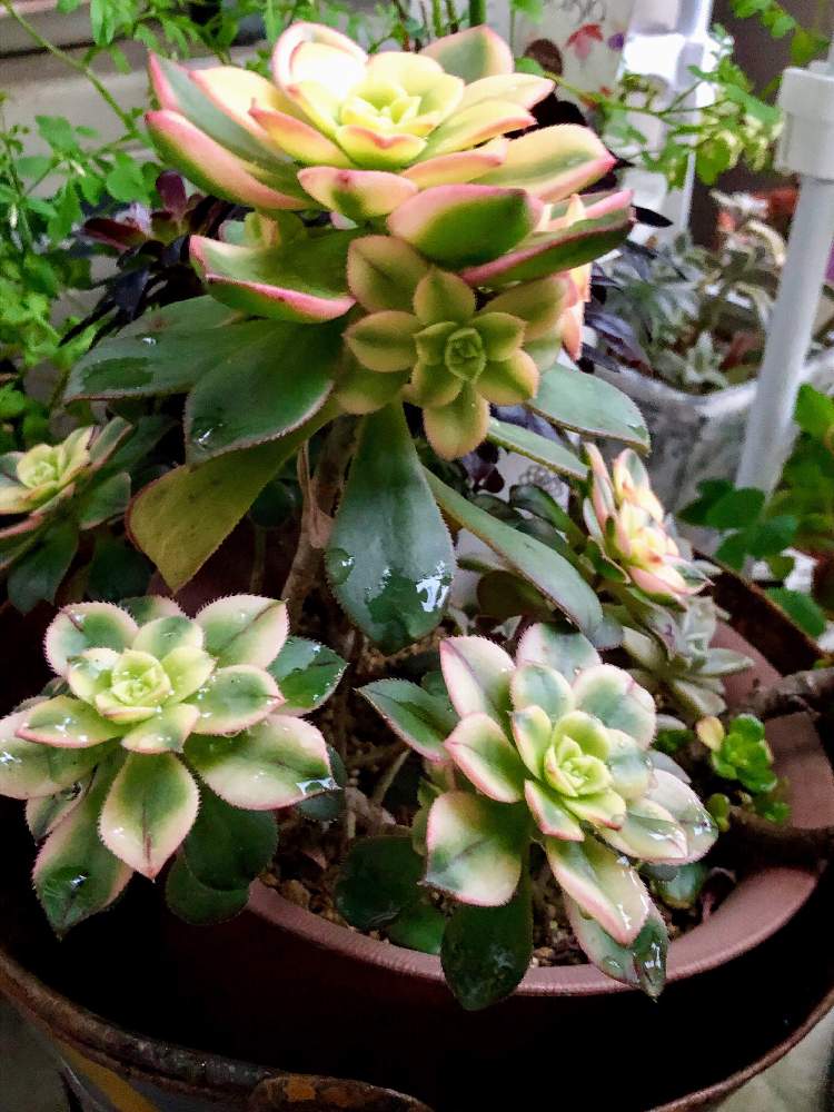 子株ちゃん の投稿画像 By グリーンベル さん ギザギザ葉っぱと夕映え アエオニウム属とアオエニウム属キウイと夕映え 月4月4日 Greensnap グリーンスナップ