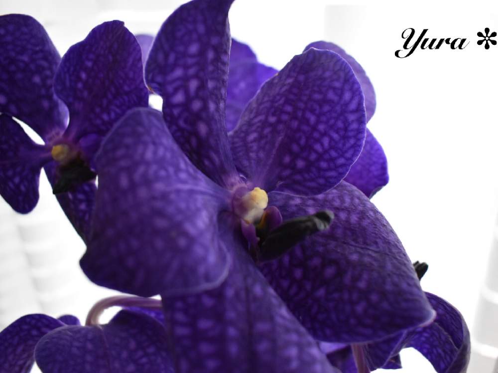 ヒスイラン バンダの投稿画像 By ゆらさん 花のある暮らしとらんと紫色のお花 月4月4日 Greensnap グリーンスナップ