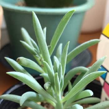 セネキオ セネシオ の育て方 季節ごとの置き場所は 種類による違いとは Greensnap グリーンスナップ