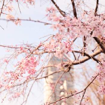 東山動植物園での投稿画像一覧 Greensnap グリーンスナップ 東山動植物園での投稿画像一覧 Greensnap グリーンスナップ