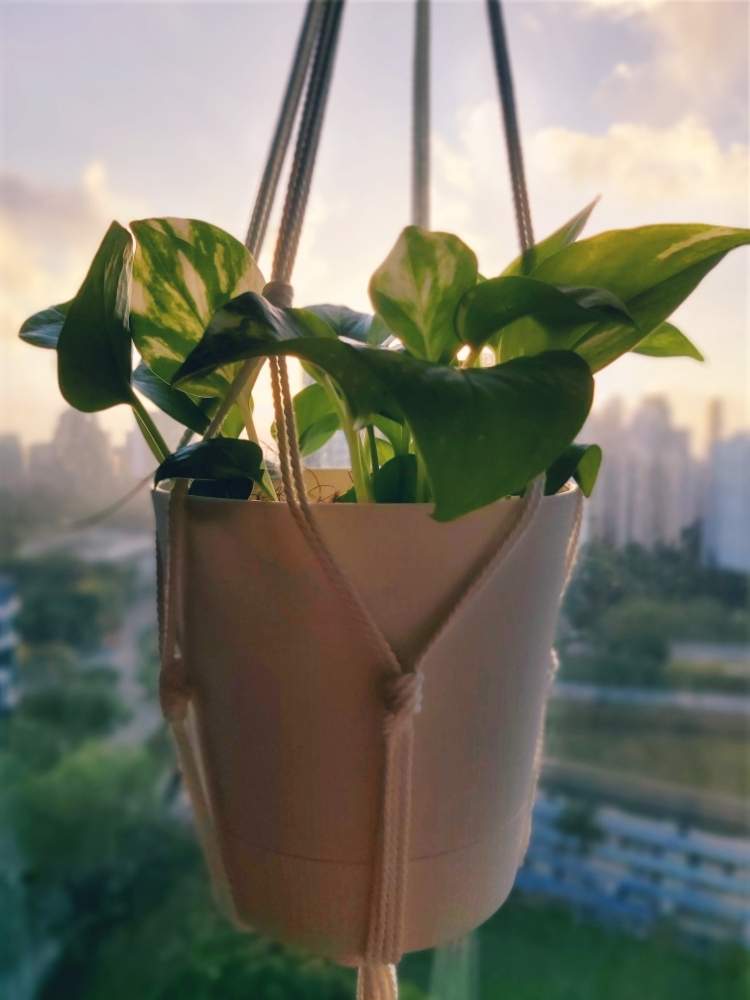 ポトスの投稿画像 By K Rさん Pothos Money Plantと100均diyと鉢カバーと新生活を彩る観葉植物フォトコン 月4月4日 Greensnap グリーンスナップ