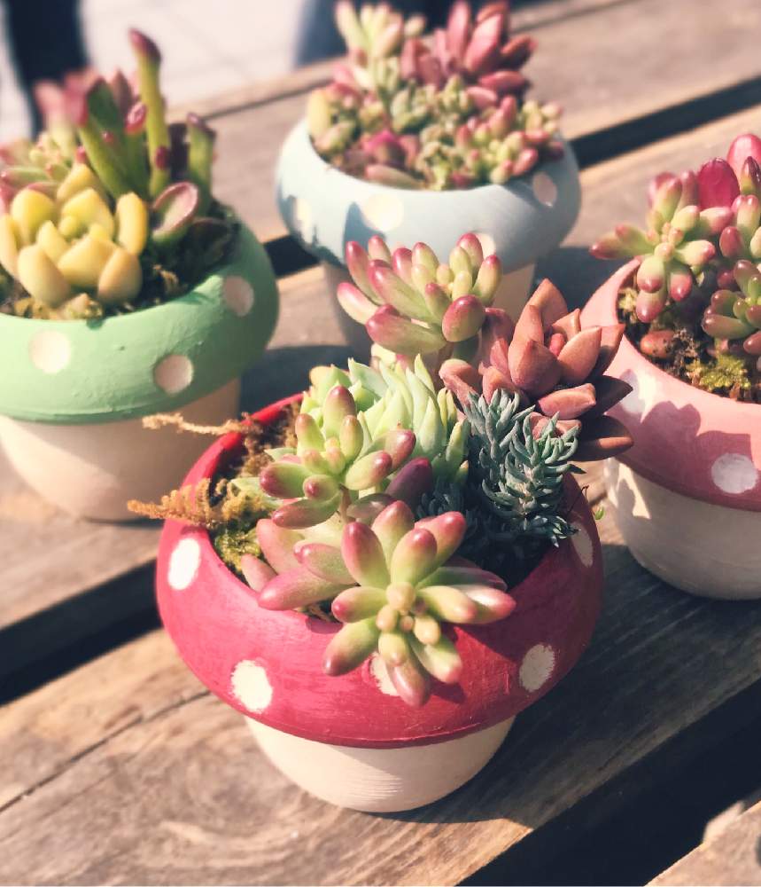 多肉植物の投稿画像 By 有限会社相武ガーデンさん 寄せ植えと相模原多肉と多肉女子と花のある暮らし 月4月4日 Greensnap グリーンスナップ