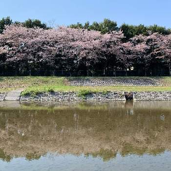 埼玉県本庄市こだま千本桜の投稿画像一覧 Greensnap グリーンスナップ 埼玉県本庄市こだま千本桜の投稿画像一覧 Greensnap グリーンスナップ