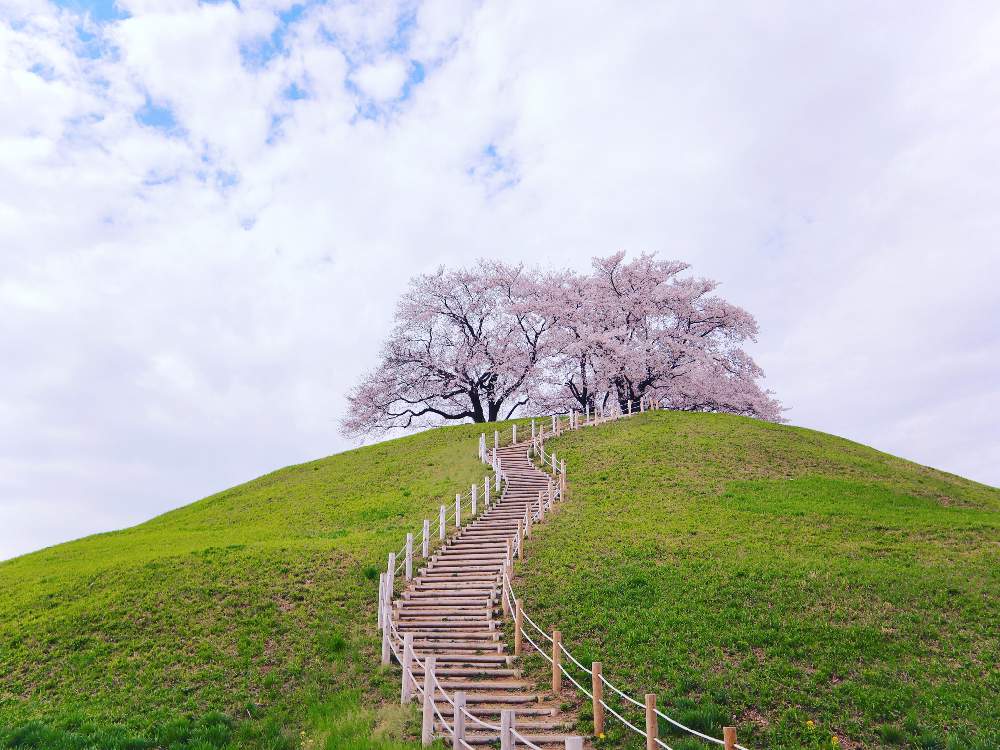 さくらの投稿画像 By ムラッチさん さきたま古墳公園と桜フォトコン 月4月4日 Greensnap グリーンスナップ さくらの投稿画像 By ムラッチさん さきたま古墳公園と桜フォトコン 月4月4日 Greensnap グリーンスナップ
