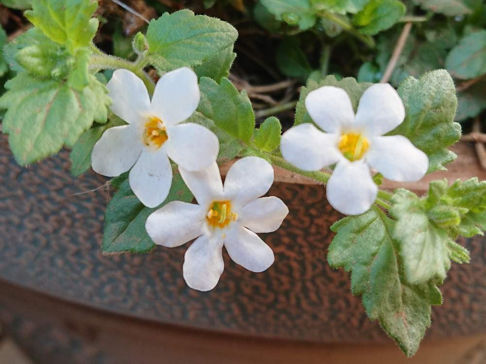 バコパの投稿画像 By よっちゃんさん 花のある暮らし 月4月4日 Greensnap グリーンスナップ