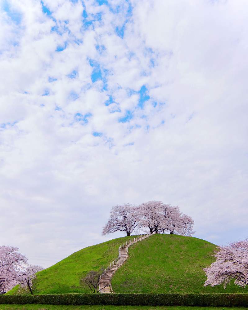 さくらの投稿画像 By ムラッチさん さきたま古墳公園と桜フォトコン 月4月4日 Greensnap グリーンスナップ さくらの投稿画像 By ムラッチさん さきたま古墳公園と桜フォトコン 月4月4日 Greensnap グリーンスナップ