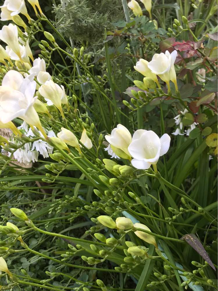 フリージャーの投稿画像 By 赤毛のアンさん 花のある暮らし 月4月4日 Greensnap グリーンスナップ