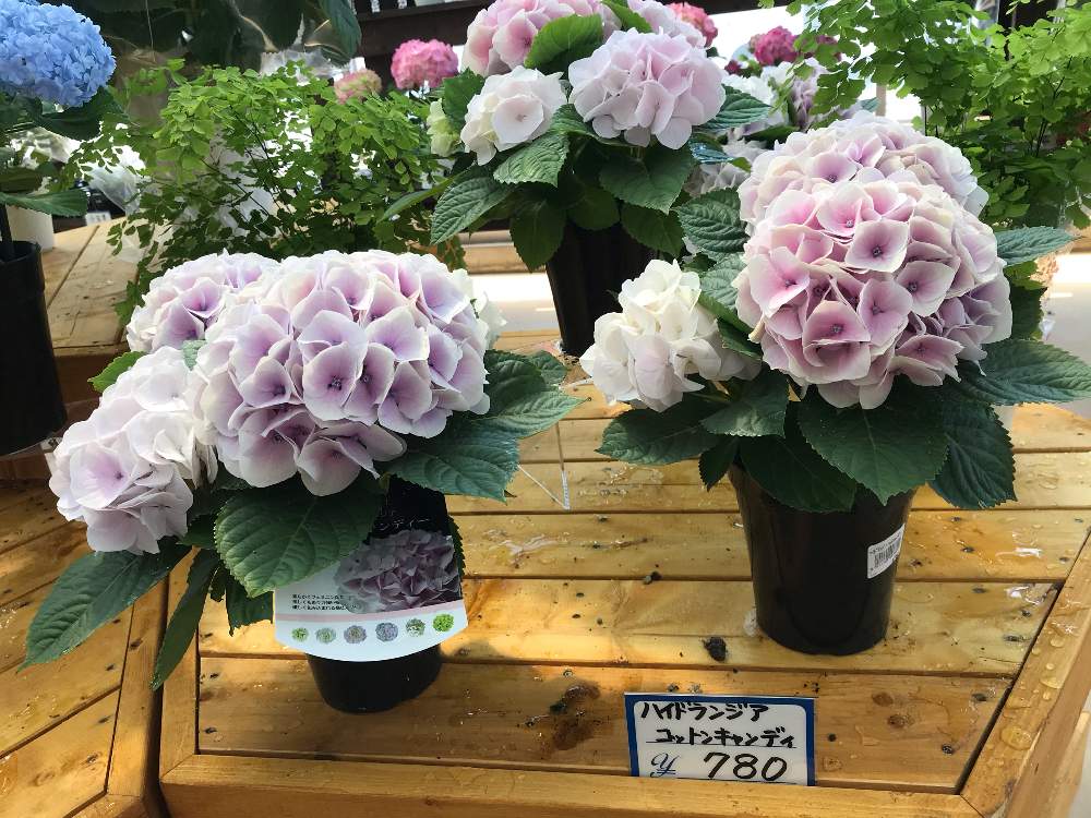 アジサイ 紫陽花の投稿画像 By アンズさん 紫陽花 コットンキャンディ と紫陽花 友の会 月4月4日 Greensnap グリーンスナップ