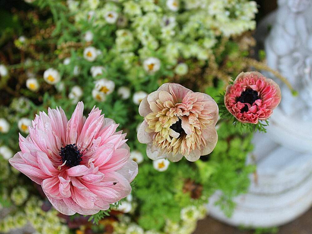 よせ植えの投稿画像 By スターリーフェアリーブルームさん アネモネ アンアリスとビオラ パンジーと花のある暮らしとアリッサム と アネモネと おうち園芸 フォトコンテスト 月4月4日 Greensnap グリーンスナップ