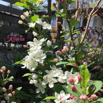 食べられる？の画像 by キララさん | 小さな庭と植物のある暮らしと姫リンゴの花とGS映えとお花に癒されてと実のなる木と花のある暮らしと白い花と花姿が魅力的と食べられる？と花色が可愛いとボタニカル・ライフと 姫リンゴ