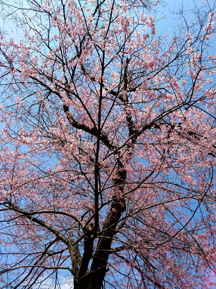 ピンクの花の投稿画像 By ロンさん 青葉山と空と木と散歩とサクラさくとそらと仙台 月4月4日 Greensnap グリーンスナップ ピンクの花の投稿画像 By ロンさん 青葉山と空と木と散歩とサクラさくとそらと仙台 月4月4日 Greensnap グリーンスナップ