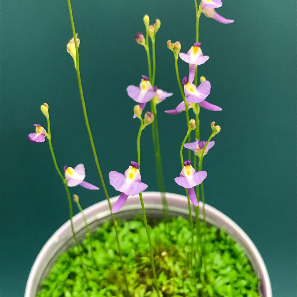ミミカキグサ クリオネの投稿画像 By みっちゃんさん 部屋と食虫植物と紫の花とかわいいな と花のある暮らしと食虫植物と紫の花とかわいいな と花のある暮らし 月4月4日 Greensnap グリーンスナップ Greensnap グリーンスナップ ミミカキグサ クリオネの投稿画像 By みっちゃんさん 部屋と食虫植物と紫の花とかわいいな と花のある暮らしと食虫植物と紫の花とかわいいな と花のある暮らし 月4月4日 Greensnap グリーンスナップ Greensnap グリーンスナップ
