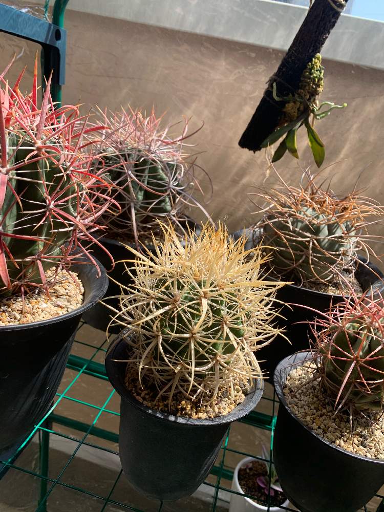 最も完璧な サボテン 光琳玉 強棘 植物 観葉植物 Stfparishschool Org