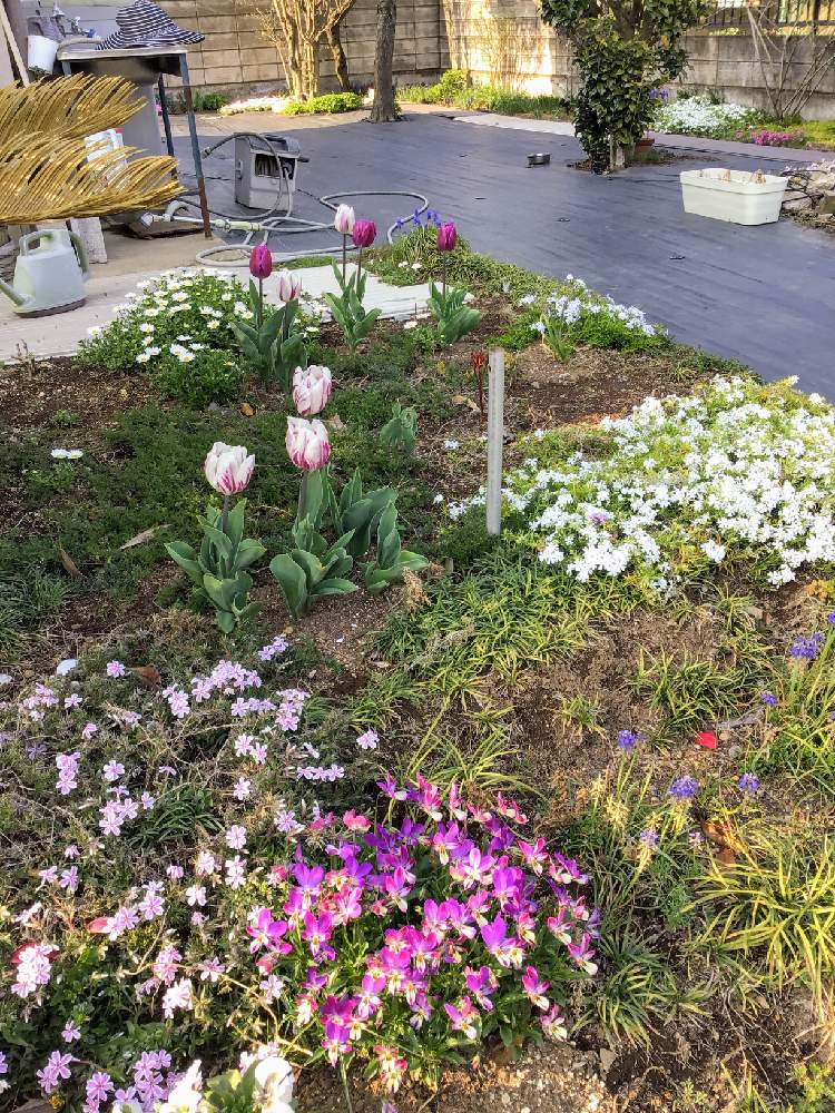 といくんさんの投稿画像 月4月4日 Greensnap グリーンスナップ