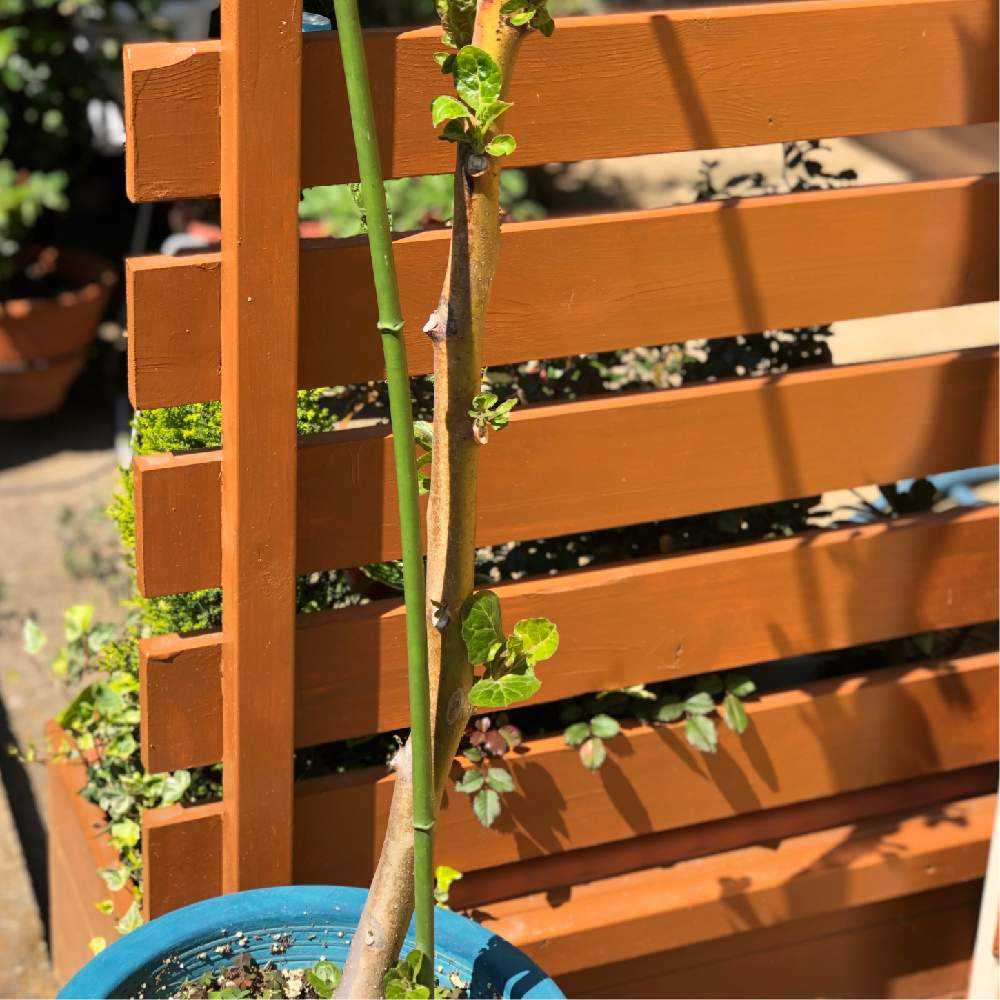 トマトの木 タマリロ を育ててみました Greensnap グリーンスナップ トマトの木 タマリロ を育ててみました Greensnap グリーンスナップ