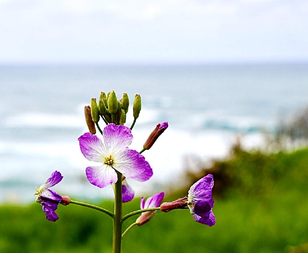 大根の花の投稿画像 By むじなさん 一眼レフ撮影 月4月4日 Greensnap グリーンスナップ