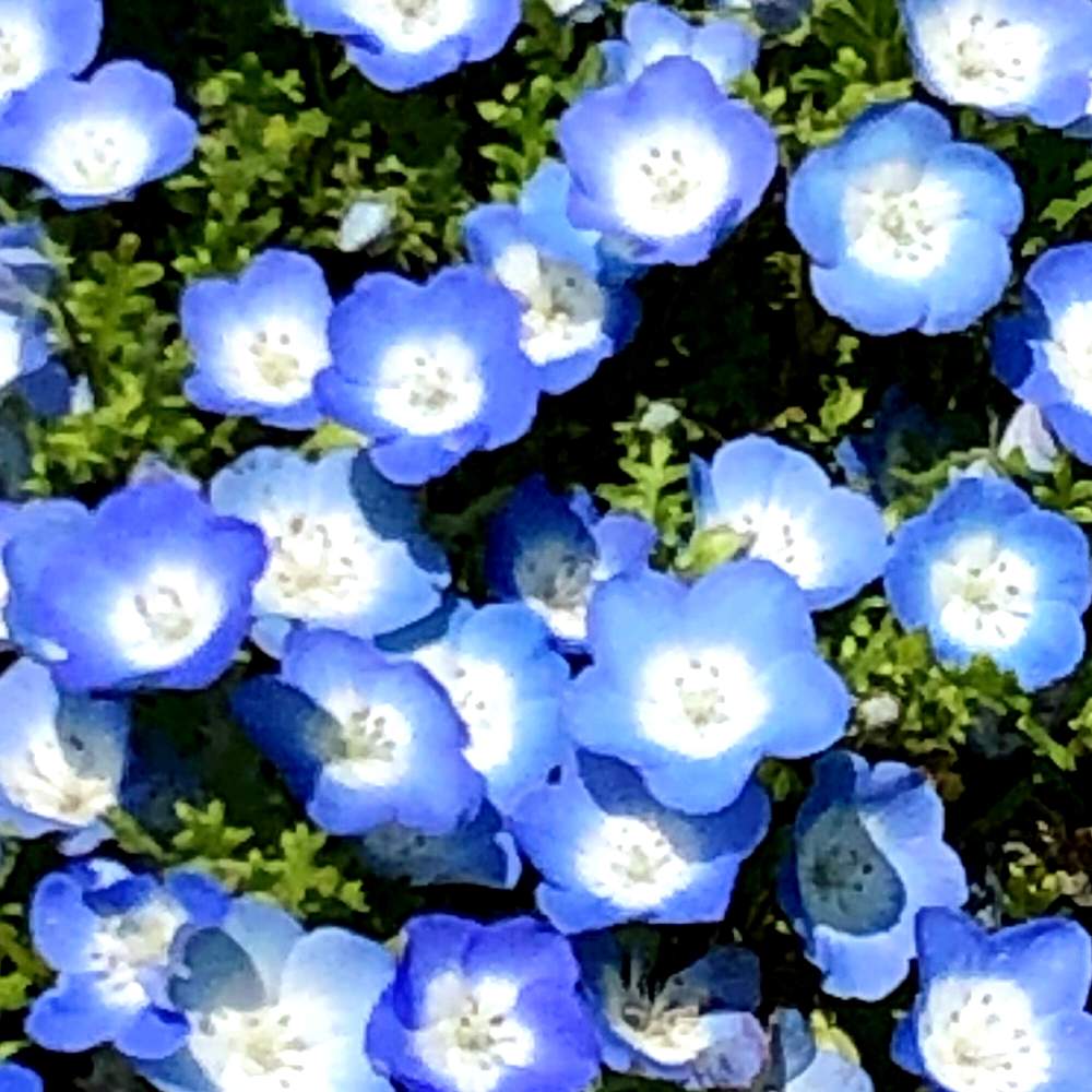 ネモフィラの投稿画像 By M Lucasさん お出かけ先 月4月4日 Greensnap グリーンスナップ Greensnap グリーンスナップ