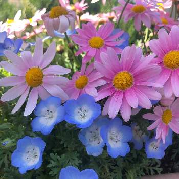 ネモフィラとマーガレットの投稿画像一覧 Greensnap グリーンスナップ