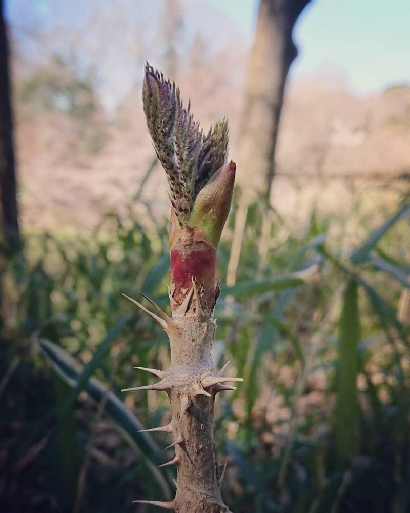 タラノキの投稿画像 By 醜男さん タラノメと楤木と楤芽とスマホ撮影と野草と山野草と雑草と木の花 月4月4日 Greensnap グリーンスナップ