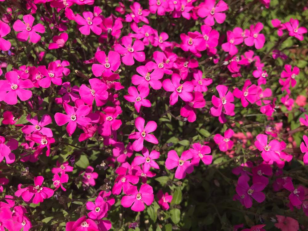 シレネカロリニアナ ピンクパンサーとも の投稿画像 By ミノさんさん 月4月4日 Greensnap グリーンスナップ Greensnap グリーンスナップ