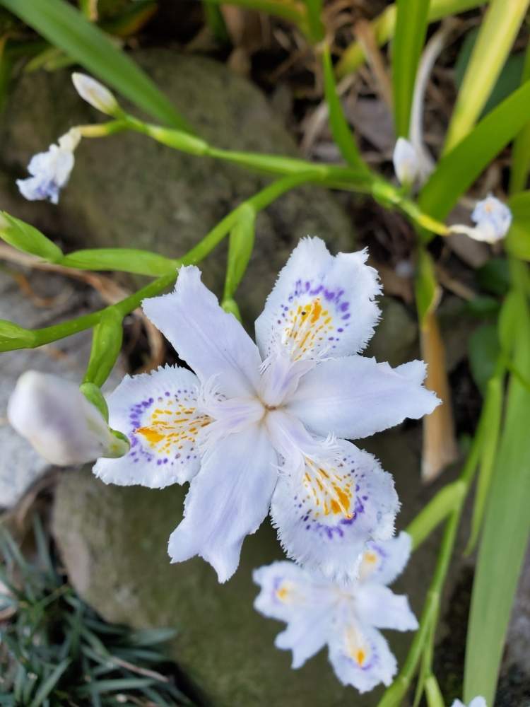 シャガの投稿画像 By Natsuさん 月4月4日 Greensnap グリーンスナップ