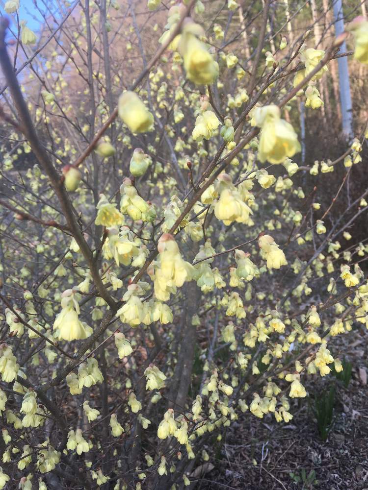 日向みずきの投稿画像 By オリオンさん 月4月4日 Greensnap グリーンスナップ