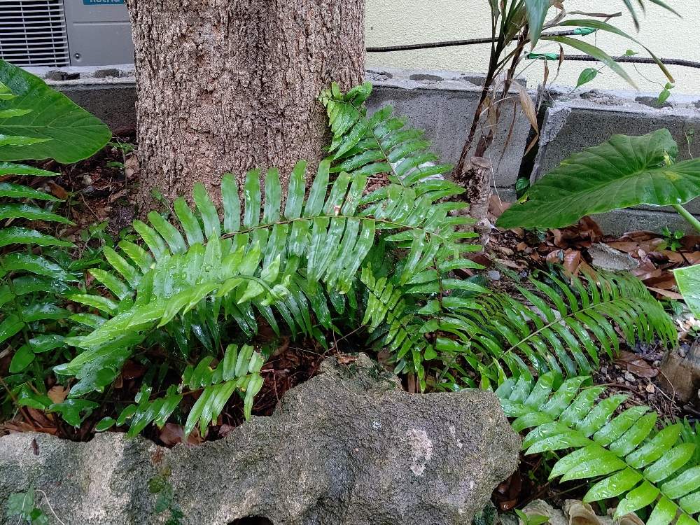 観葉植物の投稿画像 By ウッディさん シダ植物とグリーンのある暮らしとにわと沖縄 月4月4日 Greensnap グリーンスナップ