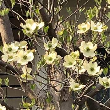 花水木*の画像 by R-greenさん | 開花と今日の庭と ハナミズキと気が早いと花水木*