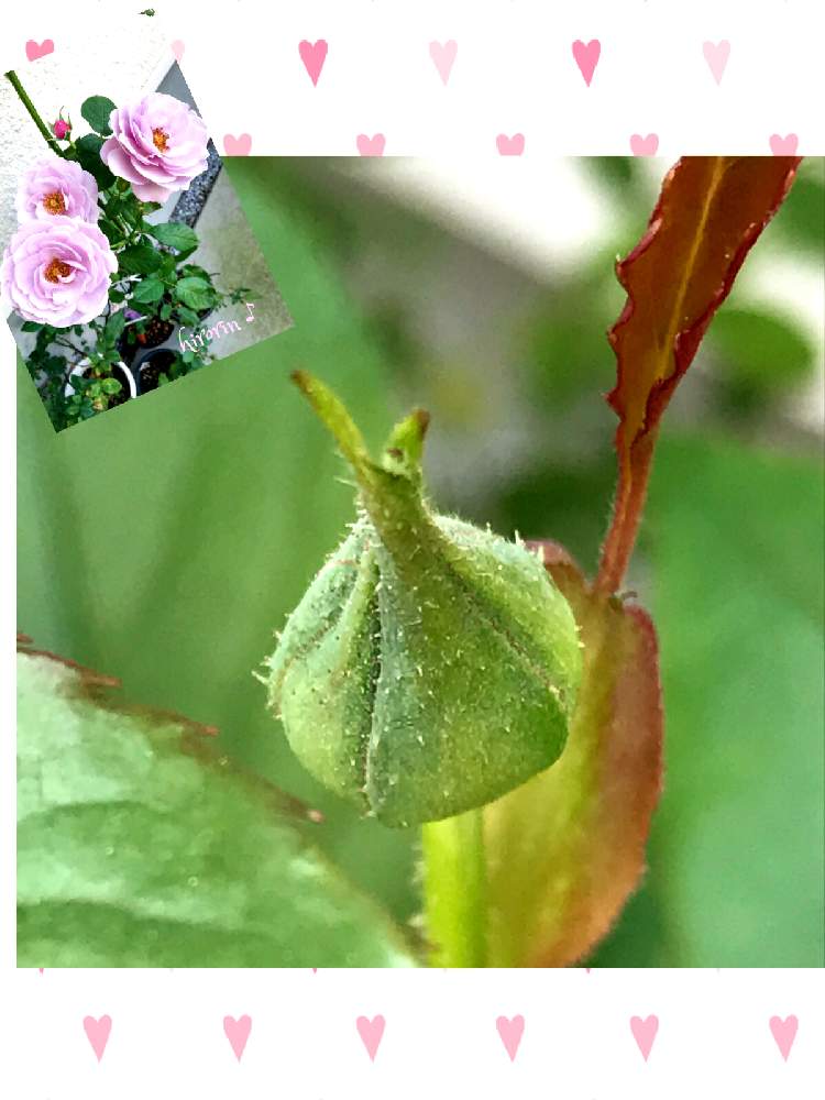 バラ しのぶれどの投稿画像 By ひろりん さん ばら バラ 薔薇とつぼみと鉢植えと花のある暮らしとiphone撮影 月4月4日 Greensnap グリーンスナップ