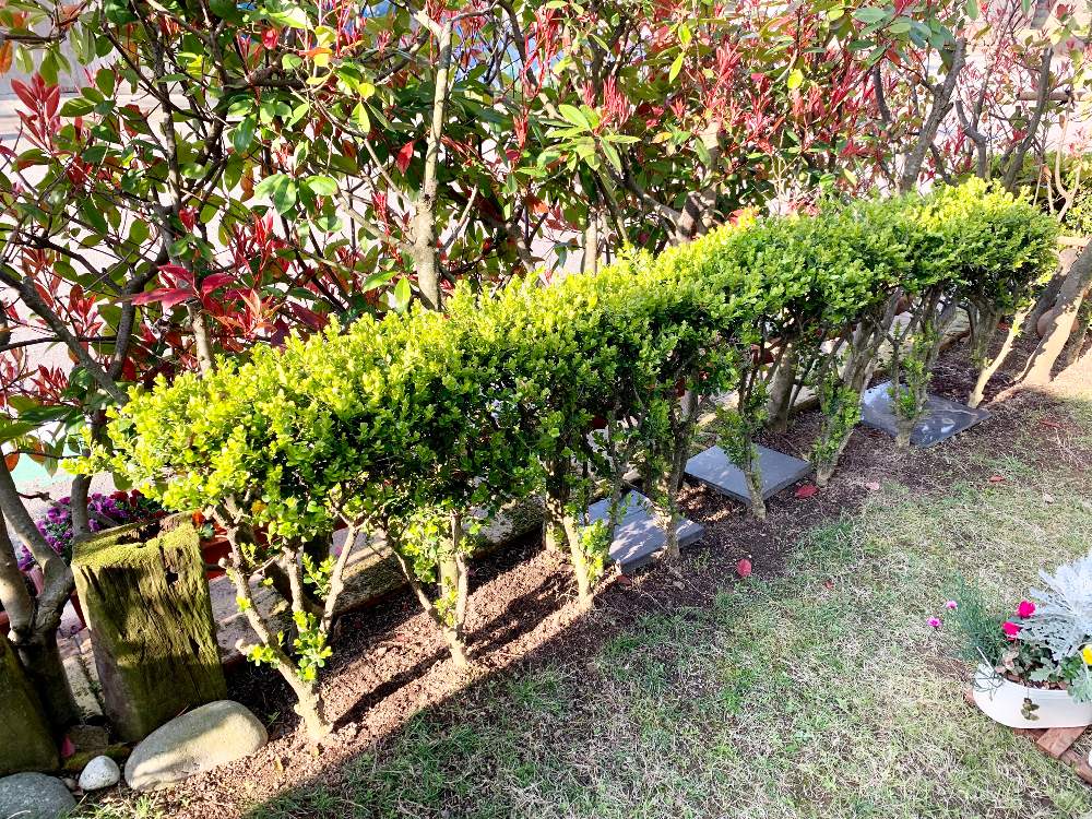 我が家の芝生エリアに花壇を 7 更新 Greensnap グリーンスナップ