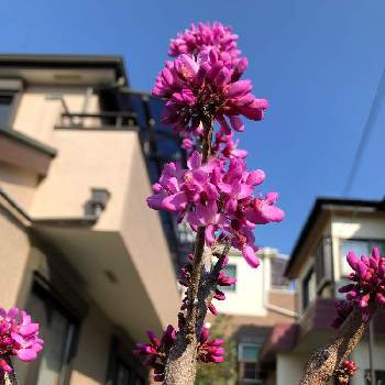 春の散歩の画像 by nicchimoさん | お出かけ先とハナズオウと春の散歩と春を待つ風景とこんな花だったんだ！
