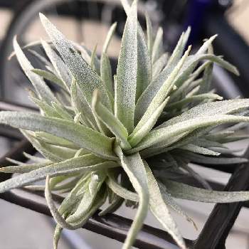 チランジア カピタータモーブの投稿画像一覧 Greensnap グリーンスナップ