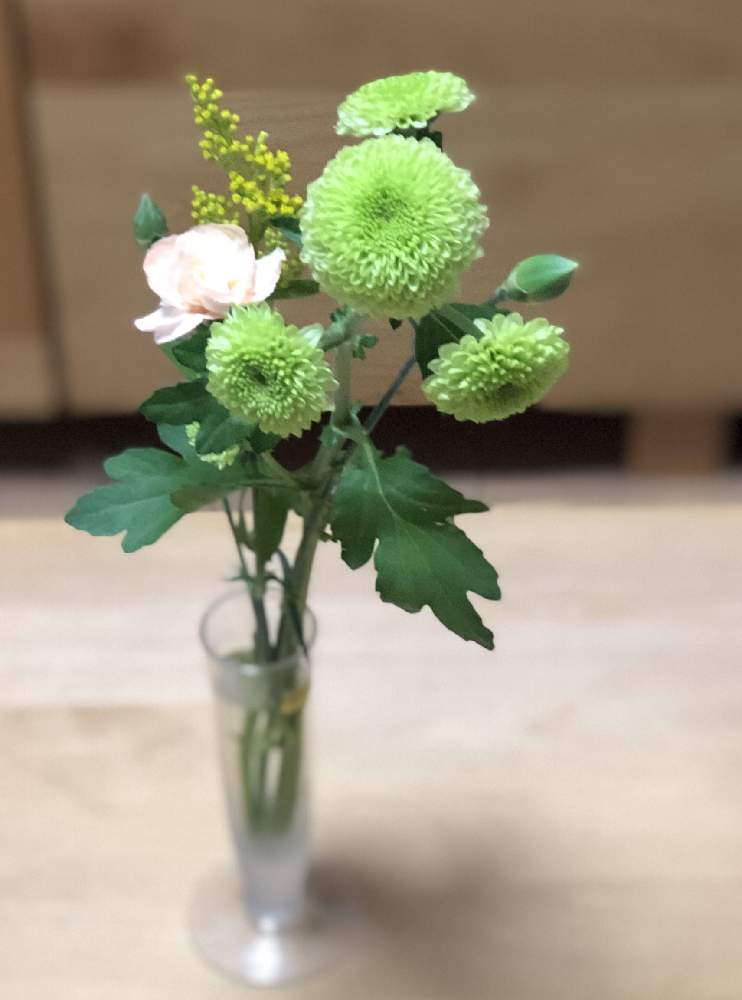 ピンポンマムの投稿画像 By 熊だよー さん カーネーションとソリダスター と生け花と花のある暮らしとおうちフラワーフォトコンテスト 月4月4日 Greensnap グリーンスナップ
