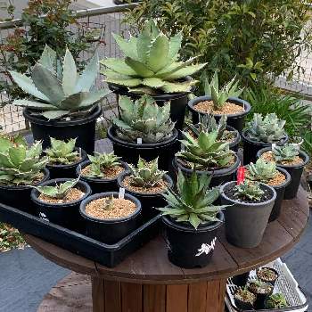 外放置の投稿画像一覧 Greensnap グリーンスナップ